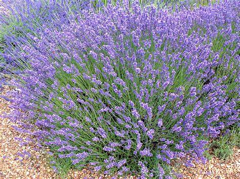 Preserved Lavender &quot;Lavanda Preservada&quot;(1 mazo) - Italy