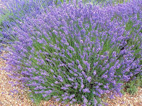 [LAV-P-ITALY] Preserved Lavender "Lavanda Preservada"(1 mazo) - Italy